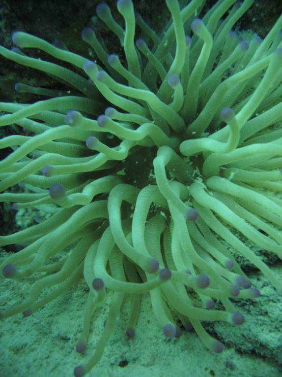 Uma anêmona, no nosso primeiro mergulho em Bonaire, quase no centro da capital  Kralendijk,